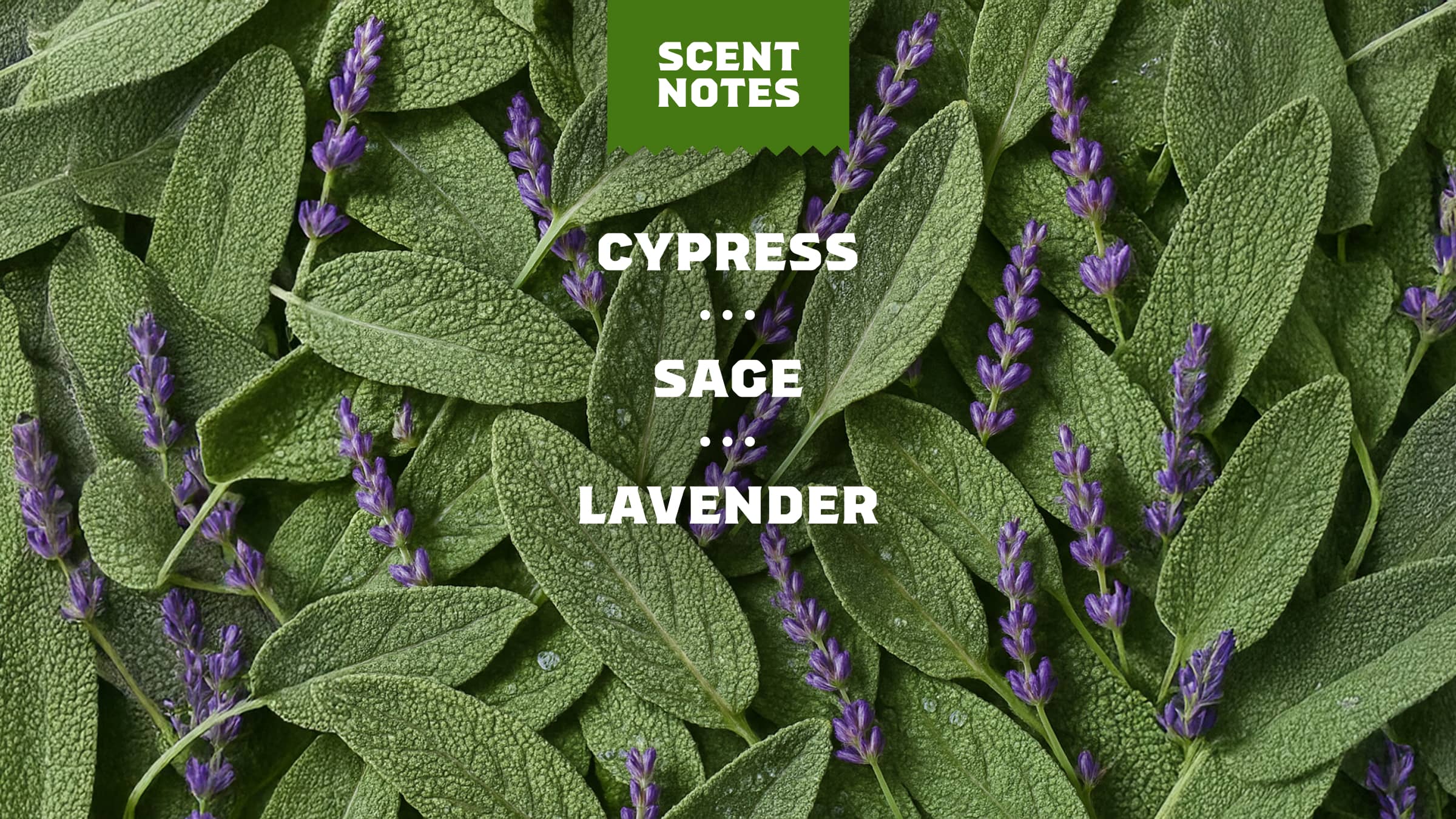 Alpine Sage - Image 4